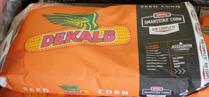 Seed-corn-photo